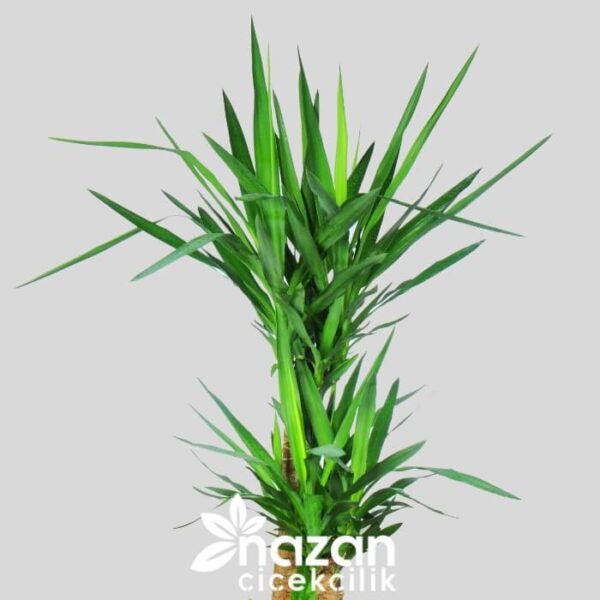 Nazan Cicekcilik 3lu Yucca 2