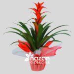 nazan-cicekcilik-buyuk-boy-guzmania-1