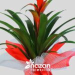 nazan-cicekcilik-buyuk-boy-guzmania-2