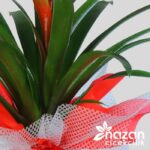 nazan-cicekcilik-buyuk-boy-guzmania-3